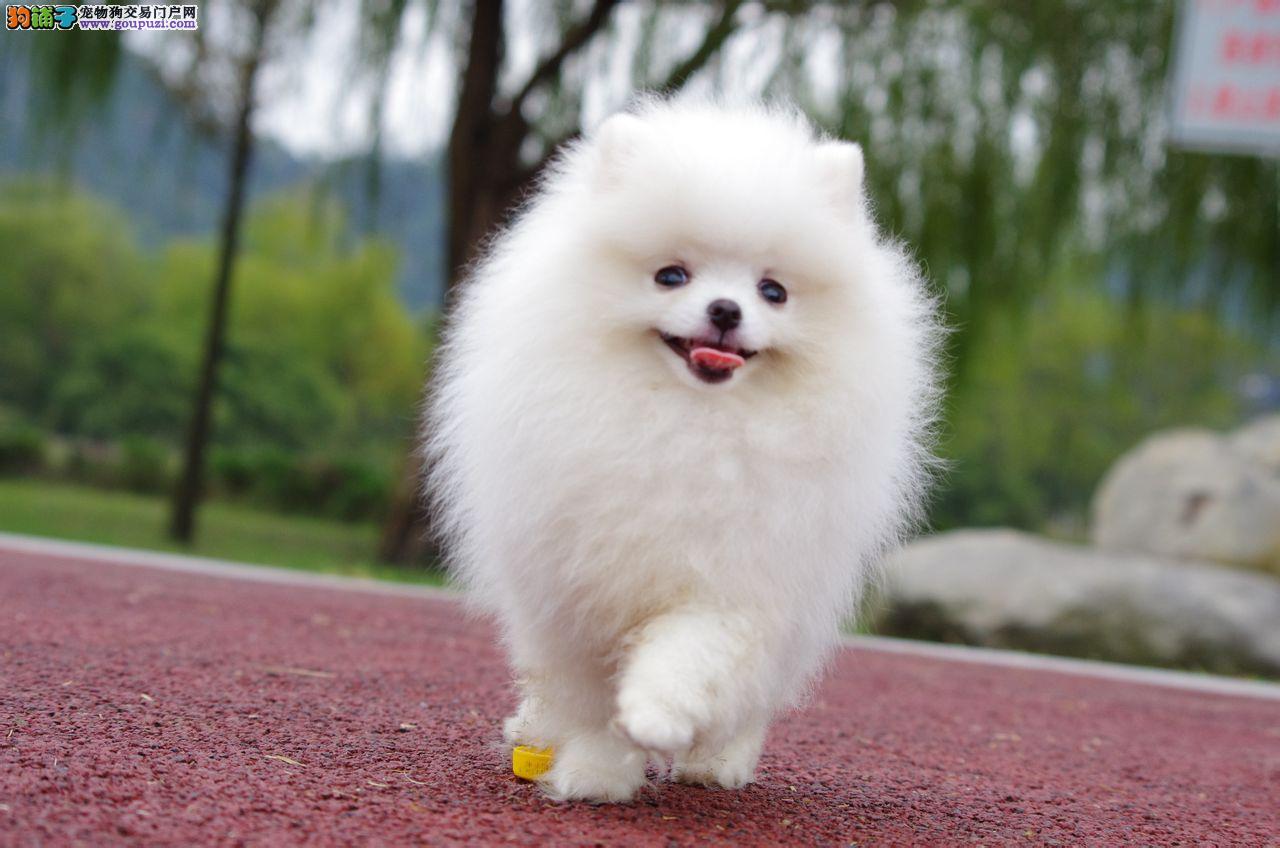 博美犬价格表揭秘，开启自然美景探索之旅的邀请
