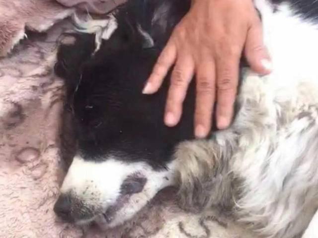边境牧羊犬深度解析与观点分享——边牧资讯专题报道