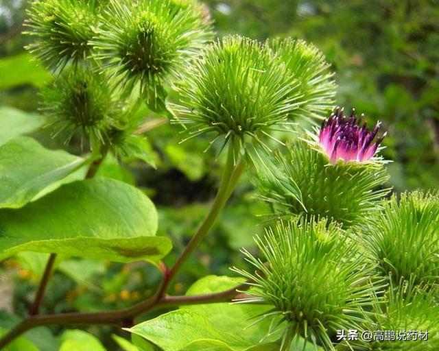 牛蒡行情深度解析