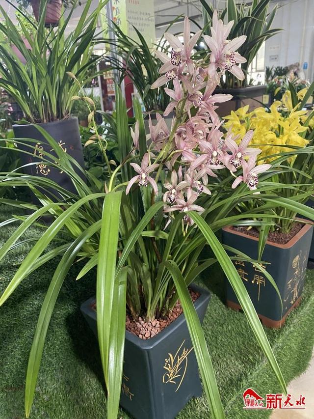买兰花，最新兰花价格行情及市场动态分析