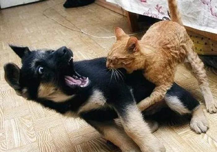 最新猫打架，猫咪欢乐日常与友情的见证